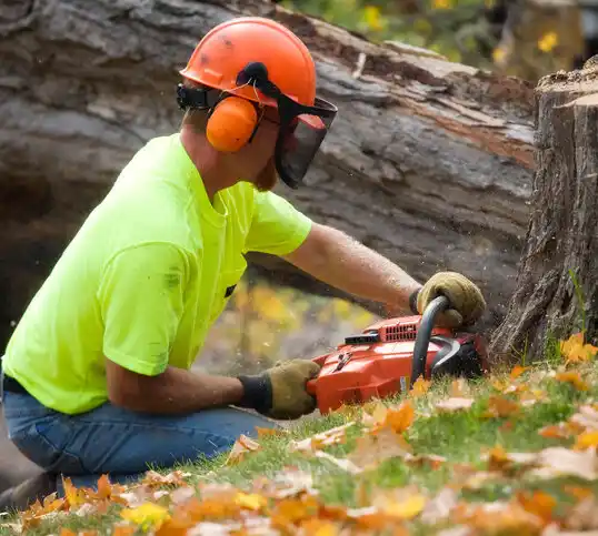 tree services Provencal